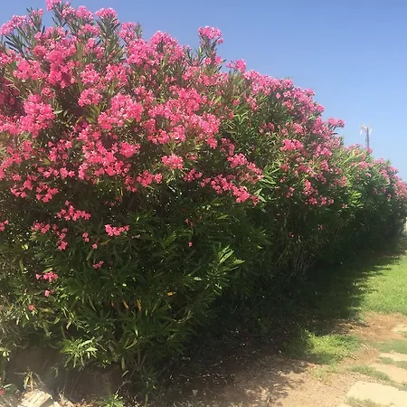 Flamboyan Lejlighed Puerto Rico (Gran Canaria)